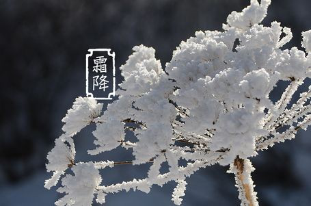 今日霜降 _ 露凝為霜知霜降，滴酒品后知濃香96.png